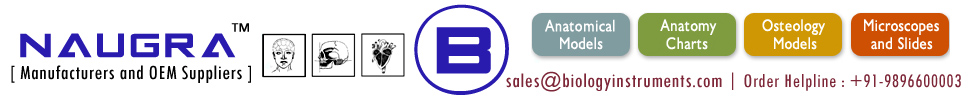 Manufacturers of anatomical models and charts - www.biologyinstruments.com